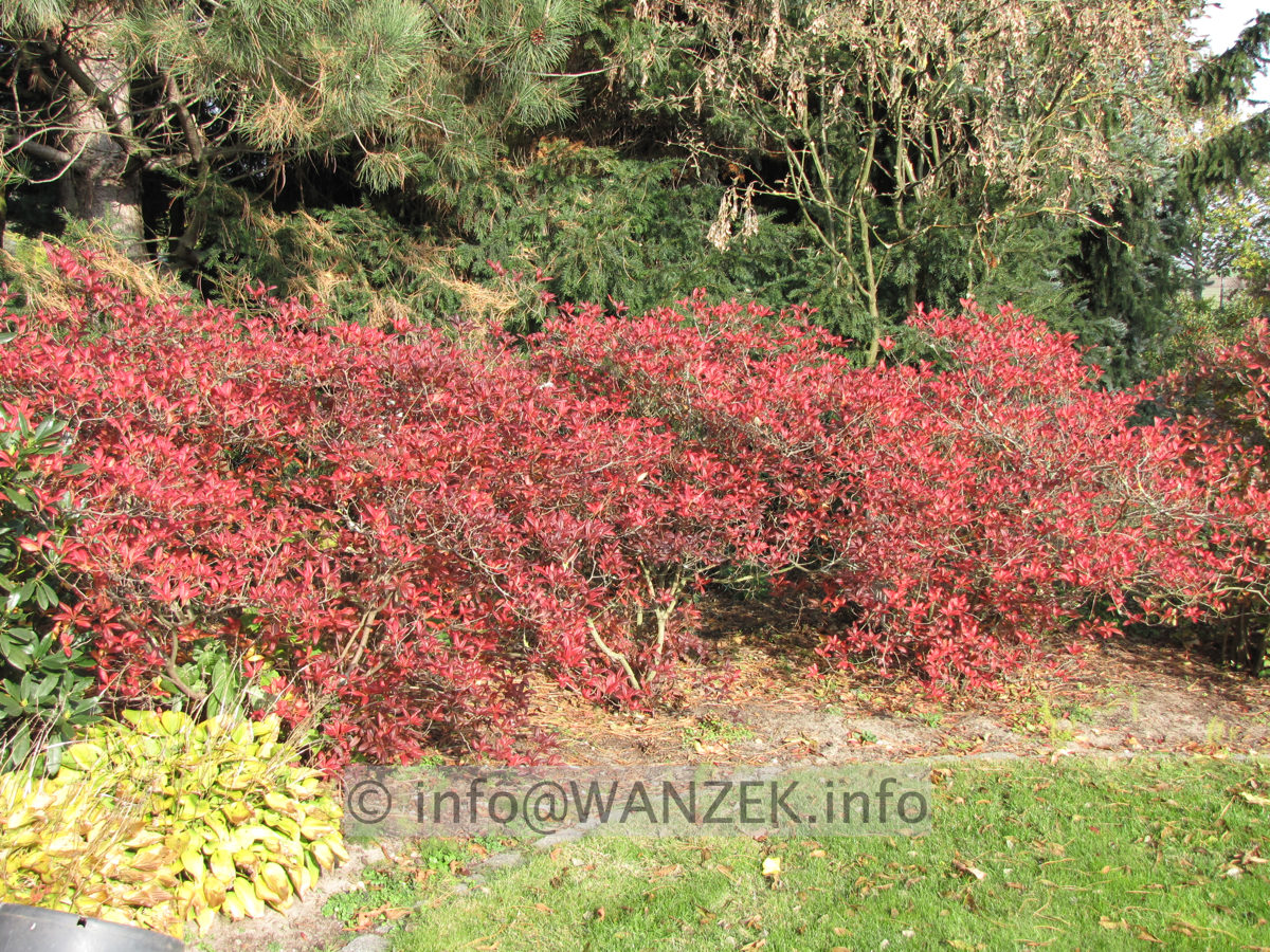 Azalea Knaphill Hybriden (Rosabluehend) Herbstfaerbung.JPG